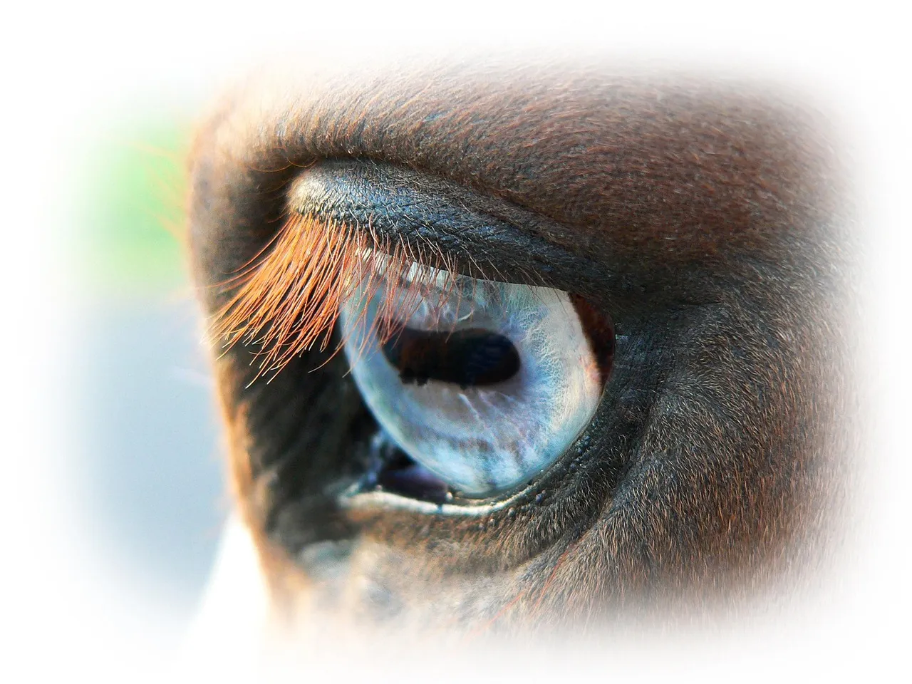 Eyelash